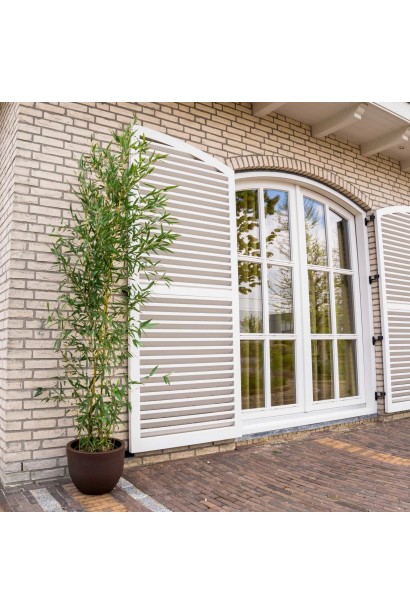 Бамбук Филостачис Бисетти в горшке